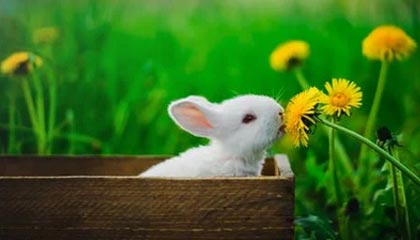 迅雷电影下载网，从哪下载电影全部免费